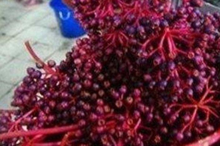 Karena kecantikannya ini, buah parijoto lebih banyak digunakan sebagai tanaman hias daripada dikonsumsi.