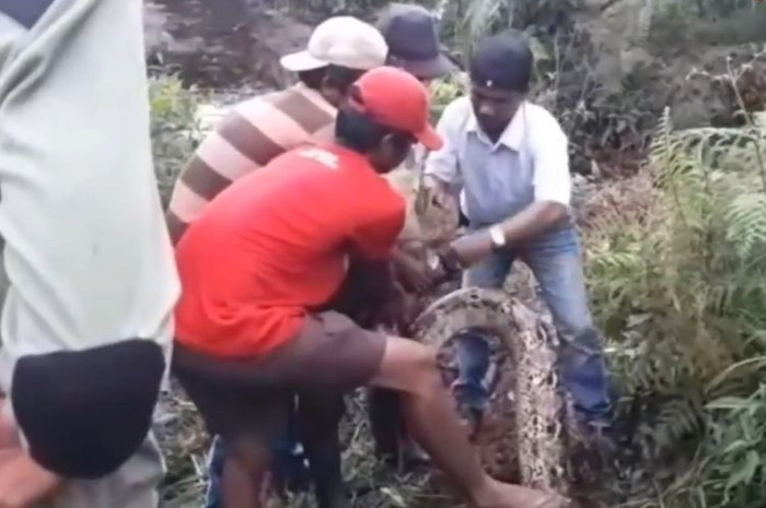 Jumat (25/10/2019), sebuah video menampilkan ular piton dengan perut buncit terlihat muncul di permukaan kubangan air viral di media sosial.