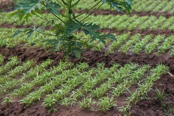 Berikut ini ada 3 alasan petani pembudidaya benih kangkung di Gresik dan benih buncis di Blitar diringkus Polda Jatim.