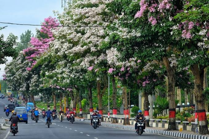 Pohon tabebuya (Handroanthus chrysotrichus) yang ditanam di tepi jalan utama Kota Magelang, Jawa Tengah, mekar sejak beberapa hari terakhir. 