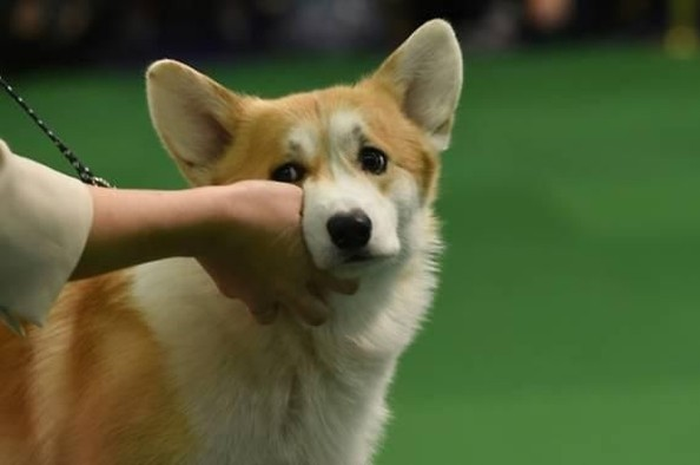 Hasil tes darah memperlihatkan bahwa perempuan itu telah terinfeksi bakteri Streptococcus canis, yaitu bakteri yang ditularkan dari hewan ke manusia.