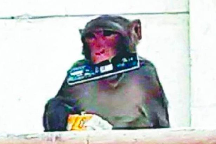 Seekor monyet liar meneror sebuah kota di India setelah menyerang 100 orang dalam 10 hari. Simak selengkapnya!