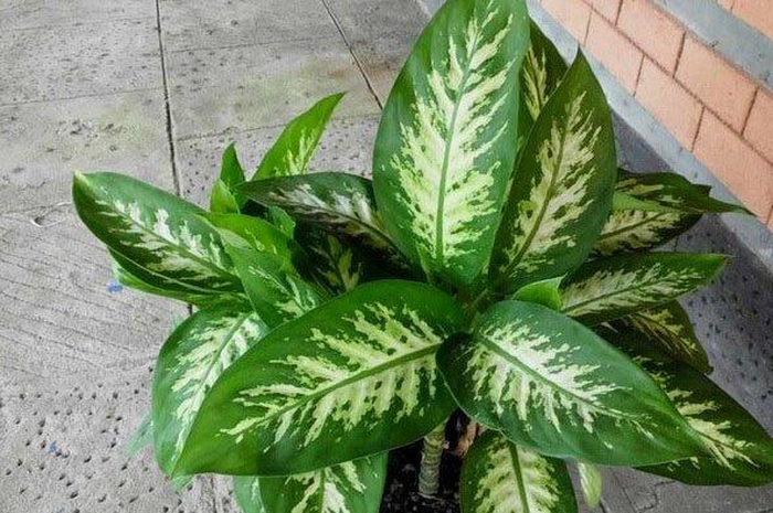 Viral, air larutan MSG bisa bikin tanaman subur, begini tanggapan para ahli soal micin bisa menambah subur tanaman.