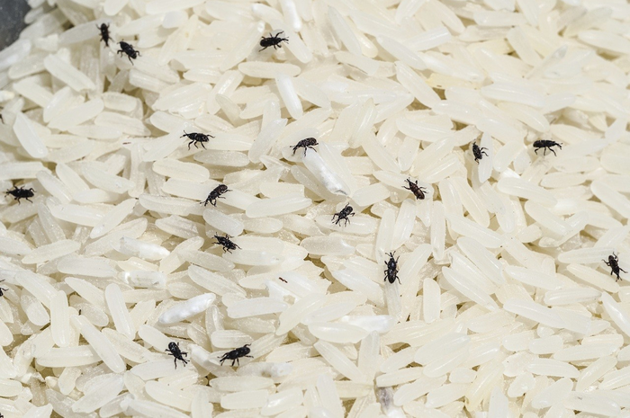 Kutu beras bikin jengkel, hilangkan dengan bahan dapur ini, dijamin tak akan kembali lagi. Ini bahan-bahannya: panas, cabai kering, cuka putih.