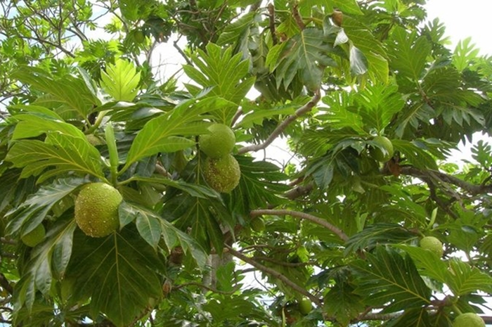 Pohon sukun