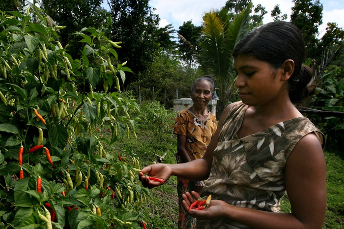Benih dan tanaman tradisional membawa kemandirian pangan ke  Timor-Leste