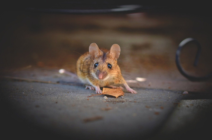Ilustrasi penyebab tikus betah di rumah kita.