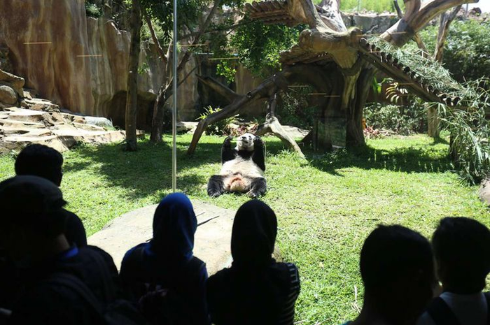 Taman Safari, salah satu tempat wisata di Bogor yang cocok dikunjungi bersama keluarga.