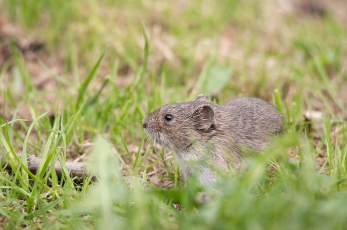 Mengusir tikus di luar rumah