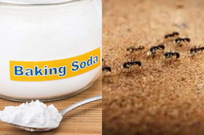 Pantes tak ada semut berbaris, rupanya cukup gunakan baking soda. 