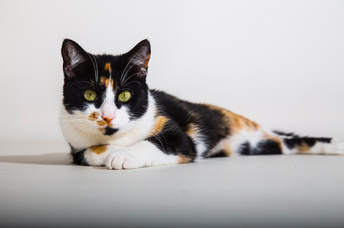 Jarangnya keberadaan kucing jantan tiga warna pun kemudian memunculkan mitos dan kepercayaan tertentu. Inilah mitos dan fakta kucing jantan tiga warna