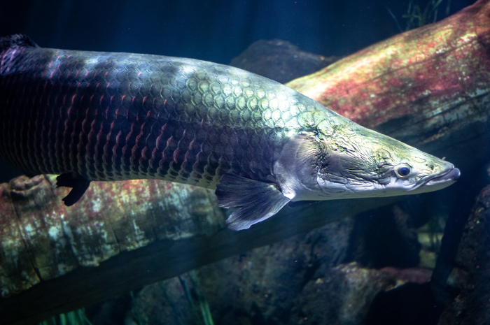 Ilustrasi. Ikan Arapaima.