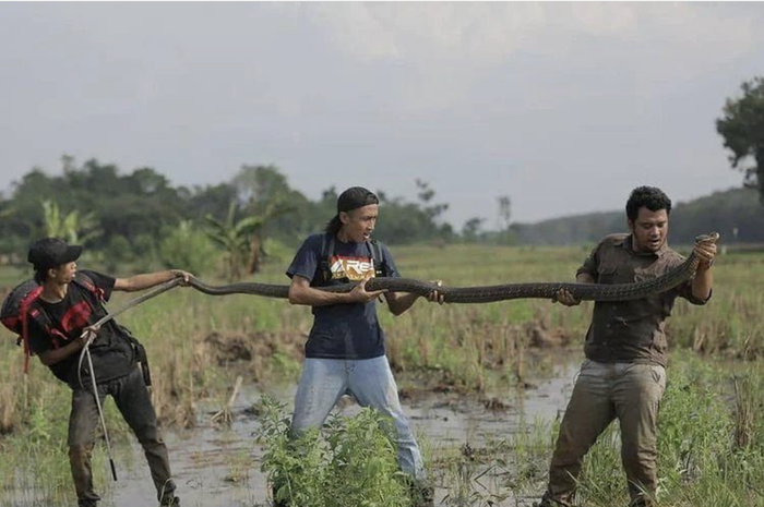 Alprih Prijono eks asisten Panji Petualang sebelum jadi korban patukan ular king cobra ternyata digigit satwa ini. Foto sosoknya ditangisi.