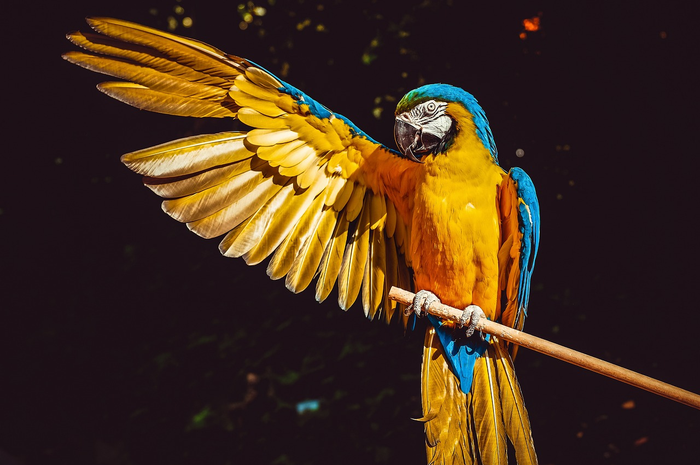 CIA pernah menggunakan burung untuk melakukan mata-mata ke Uni Soviet.