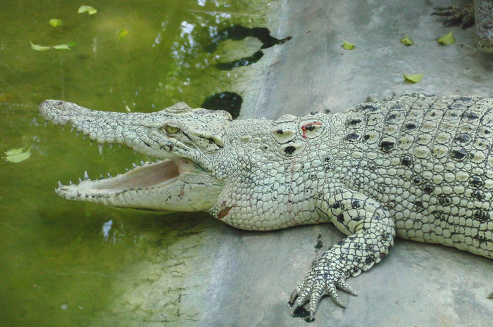 Buaya putih.