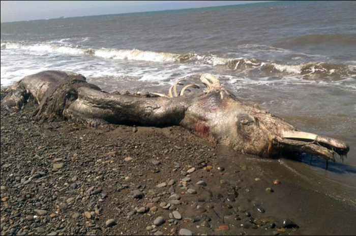 Bangkai Makhluk Laut Aneh Menggemparkan Penduduk di Pulau Sakhalin Rusia
