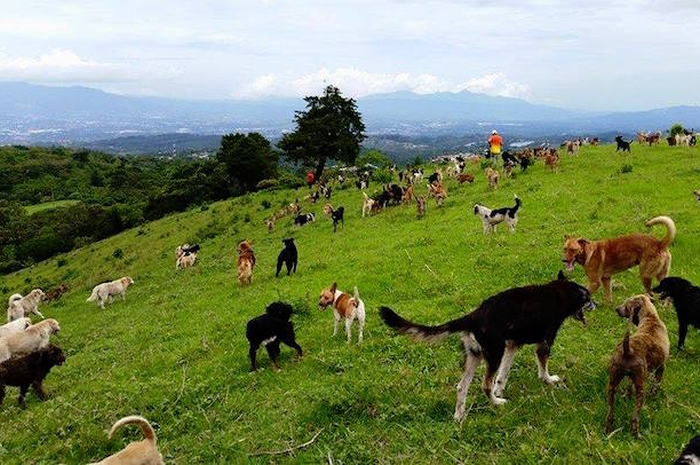 Territoria de Zaguatas, Rumah Perlindungan Bagi 900 Anjing di Kosta Rika