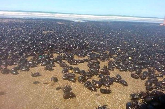 Jutaan Kumbang Menyerbu Pantai Selatan Argentina, Beberapa Orang Menyebutnya sebagai Tanda Hari Kiamat