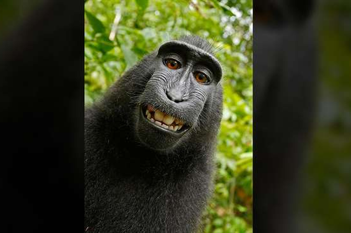 Organisasi PETA Tempuh Jalur Hukum demi Beri Hak Cipta Foto Selfie Seekor Monyet asal Indonesia