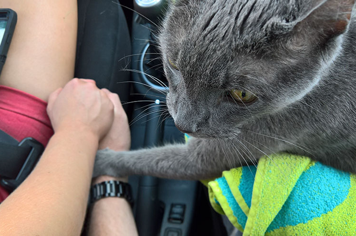 Kucing yang Hendak Dieuthanasia Ini Berpegangan Tangan dengan Pemiliknya pada Saat-saat Terakhir