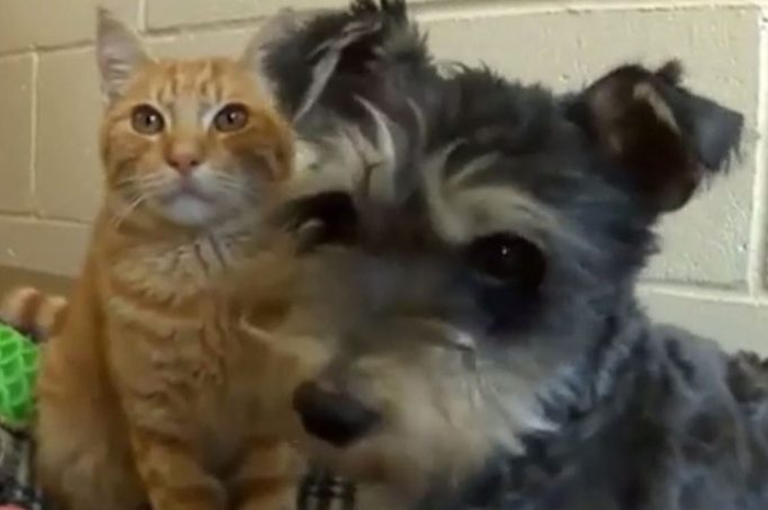 Sepasang kucing dan anjing ini bagaikan Romeo dan Juliet.