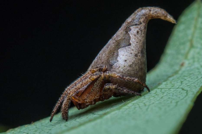 Spesies laba-laba seperti karakter di Harry Potter