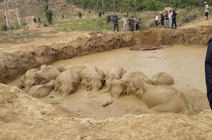 Kawanan gajah terperosok  lubang berlumpur bisa mati kelaparan