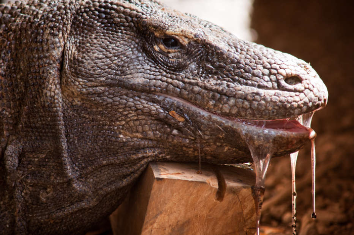 Menurut Ilmuwan Darah Komodo Bisa Menjadi Obat Antibiotik, Benarkah?