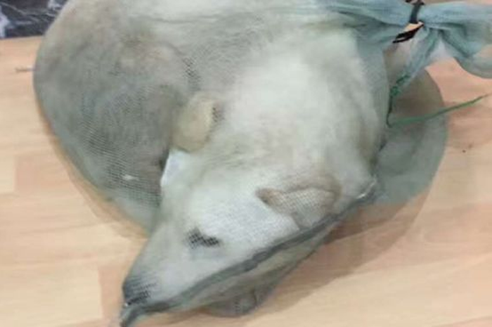 Ayah dan anak selamatkan anjing yang hendak dijual untuk konsumsi