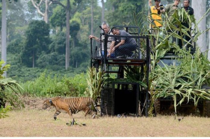 Panglima TNI lepasliarkan macan