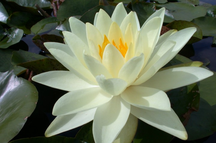Salah satu dari jenis hama yang umum mengusik ketenteraman hidupnya adalah aphid hitam (Rhopalosiphum nymphaea). Beruntung, lotus punya sekutu yang boleh dibilang setia membelanya mati-matian.