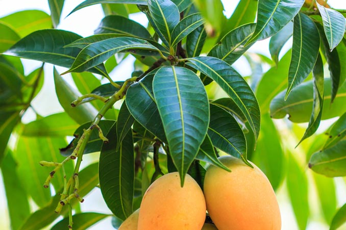 Daun mangga adalah salah satu daun ajaib yang mengandung banyak khasiat untuk menyembuhkan berbagai penyakit, mulai dari yang mengobati luka hingga diabetes.