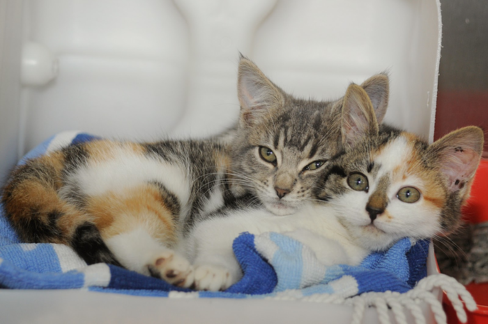 Kucing bisa melakukan perkawinan sedarah dengan saudara atau induk mereka sendiri. Akibatnya, anak-anak kucing yang dilahirkan akan mengalami cacat dan kelainan fisik seperti ini.