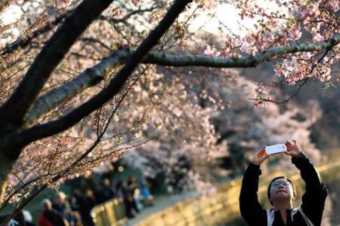 Wisatawan tertipu setelah membayar sejumlah uang untuk melihat bunga sakura.