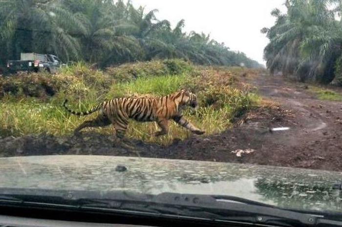 Selama hampir lima hari terakhir, harimau sumatera yang menerkam dua orang warga di Desa Tanjung Simpang, Kecamatan Pelangiran, Kabupaten Indragiri Hilir (Inhil), Riau menghilang.