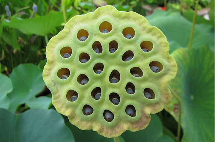Jika Anda gelisah, takut, cemas, bahkan hingga mual terhadap itu, mungkin saja Anda mengalami Trypophobia