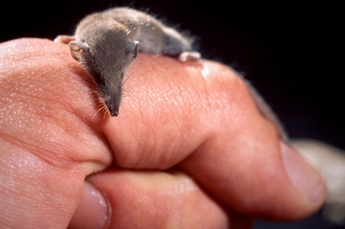 Paedophryne amauensis adalah katak terkecil. Saat dewasa, ukuran tubuhnya hanya 7,7 milimeter.