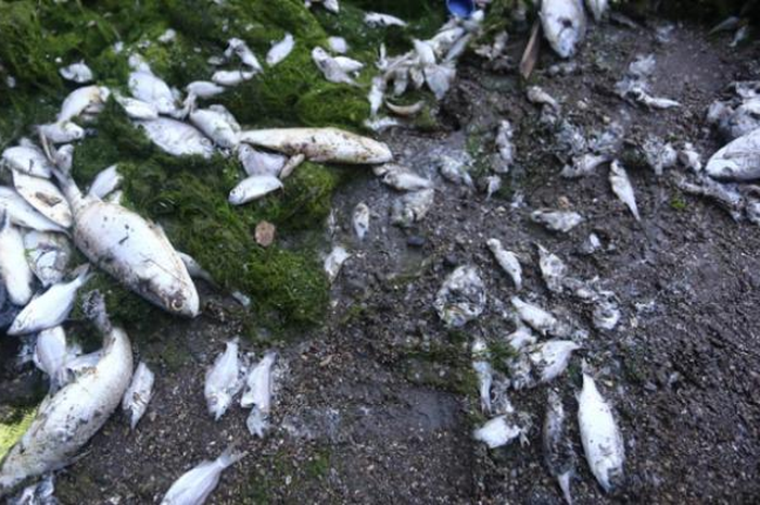 Gas Beracun dari Sungai yang Tercemar, Penyebab Puluhan Ribu Ikan Mati dan Terdampar di Pantai Ancol