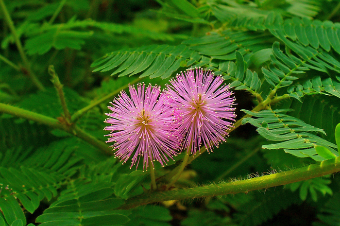 Tanaman putri malu atau yang memiliki nama latin Mimosa pudica Linn, merupakan tumbuhan dari anggota suku polong-polongan.