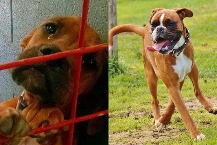 Berita Anjing Ras Terbaru Hari Ini Sedih Tak Ada Orang Yang Mau