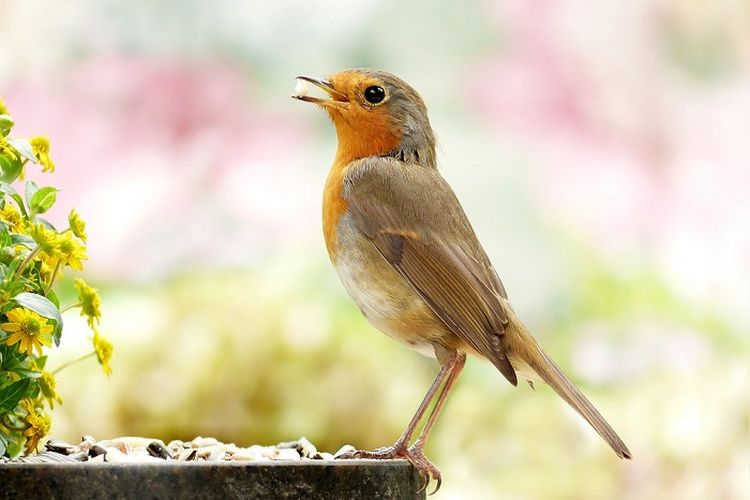 Berita Kicauan Burung Terbaru Hari Ini Selain Burung Jantan