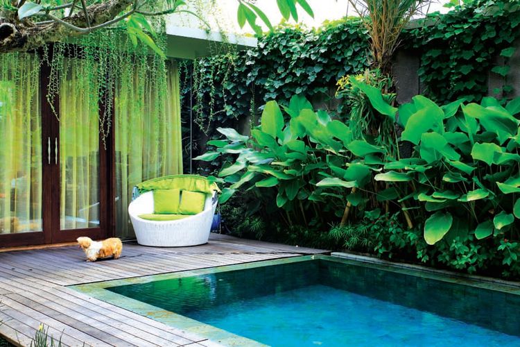 Inspirasi Taman Tropis Impian di Rumah dengan Paduan Kolam Renang di