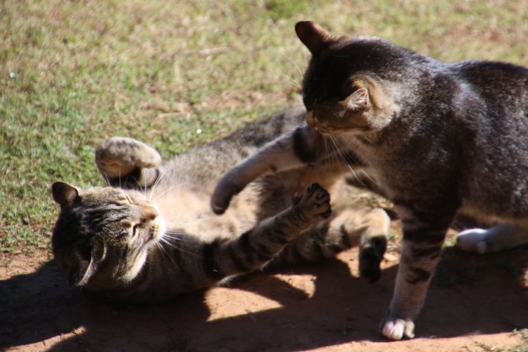 Berita Kucing Hari Ini Bobo.ID Teman Bermain dan Belajar