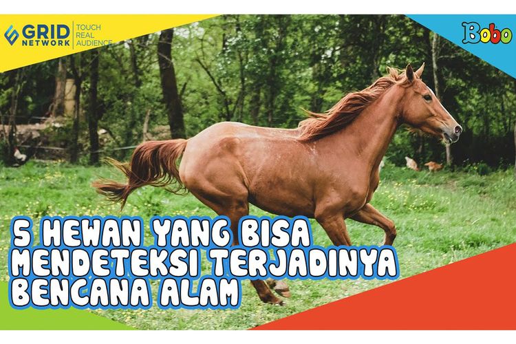 Berita Kucing Terbaru Hari Ini Bobo