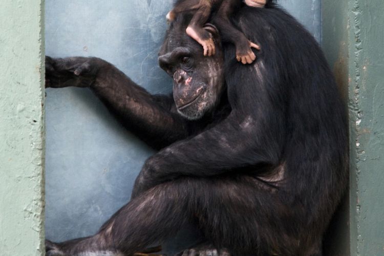 Pertama Kalinya dalam Sejarah, Simpanse Liar Terinfeksi Kusta