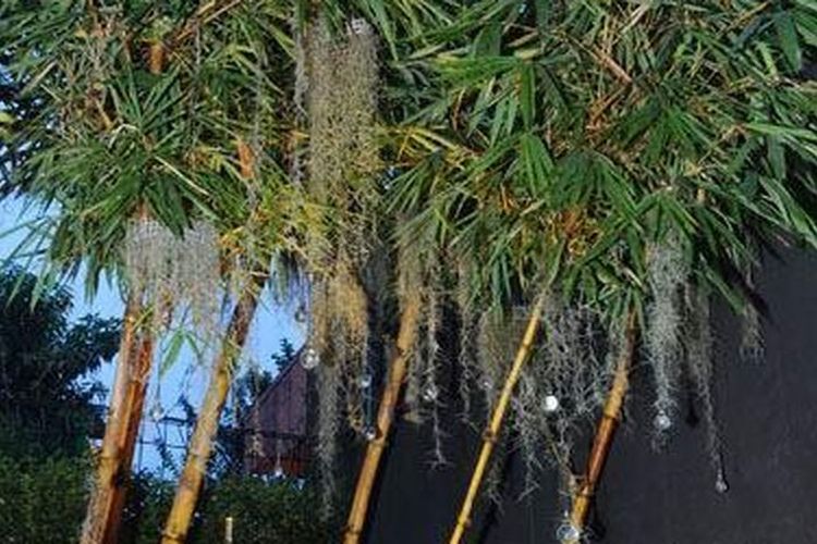 Asing Terpincut Rumah Bambu Bali