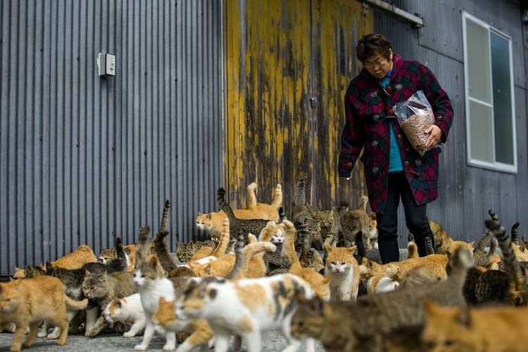 Aoshima, pulau di Jepang yang dikuasai oleh ratusan kucing liar