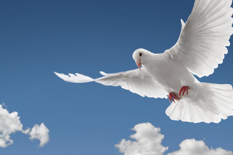28 Gambar Logo Burung Merpati Paling Populer Lingkar Png
