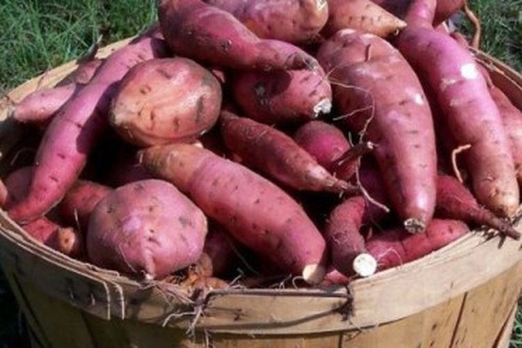 5 Manfaat Menakjubkan Ubi Jalar Untuk Bayi Semua Halaman Nakita
