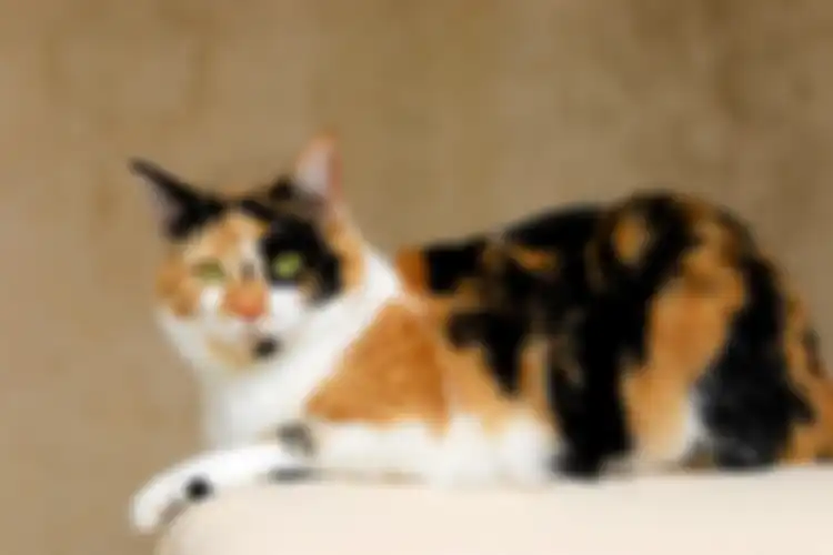 Kucing tiga warna